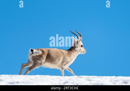 Gazelle tibétaine de Gurudongmar du nord du sikkim Banque D'Images