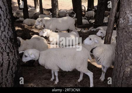 Agriculture de Gran Canaria - moutons se reposant entre les arbres se cachant du soleil fort Banque D'Images