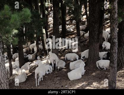 Agriculture de Gran Canaria - moutons se reposant entre les arbres se cachant du soleil fort Banque D'Images