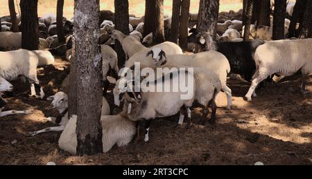 Agriculture de Gran Canaria - moutons se reposant entre les arbres se cachant du soleil fort Banque D'Images