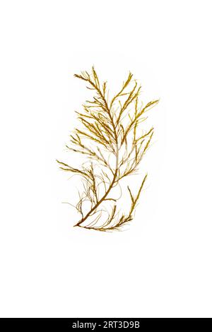 Branche d'algue brune Cystoseira myriophylloides isolée sur blanc Banque D'Images