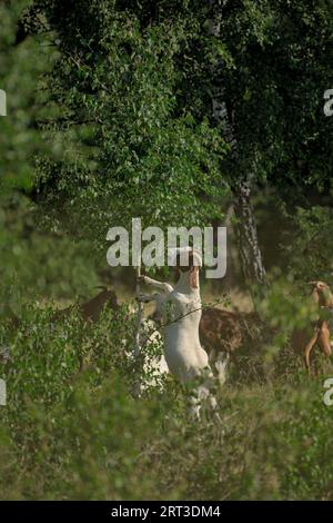 Chèvre debout grignotant quelques feuilles de l'arbre avec d'autres chèvres en arrière-plan dans la lumière du soleil du matin dans la réserve naturelle de Höltigbaum, Allemagne Banque D'Images