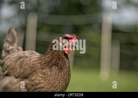 Poule brune regardant avec un œil pointu debout sur l'herbe verte dans la lumière naturelle du soleil d'été Banque D'Images