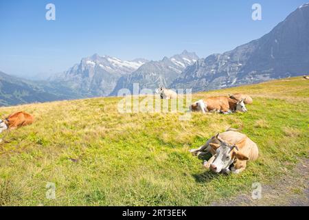 Vaches suisses sur un pâturage alpin près de Grindelwald Banque D'Images