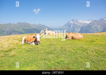 Vaches suisses sur un pâturage alpin près de Grindelwald Banque D'Images