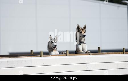 Deux chiens regardant derrière une clôture Banque D'Images