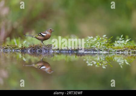 Fringilla coelebs, mâle adulte debout au bord de l'eau avec reflet, Suffolk, Angleterre, septembre Banque D'Images