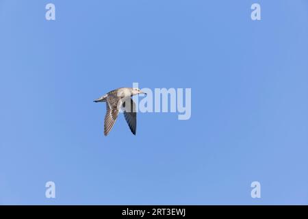 Nœud rouge Calidris canutus, plumage adulte non reproducteur volant, réserve Snettisham RSPB, Norfolk, Angleterre, septembre Banque D'Images