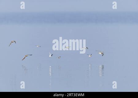 Tranchant rouge commun Tringa totanus, 2, Red Knot Calidris canutus, 3 et Dunlin Calidris alpina, 4 Flying, Snettisham RSPB Reserve, Norfolk, Angleterre Banque D'Images