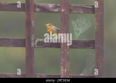 Rouge-gorge européen erithacus rubecula, adulte perché sur un treillis de jardin avec des toiles d'épis recouvertes de rosée, Suffolk, Angleterre, septembre Banque D'Images