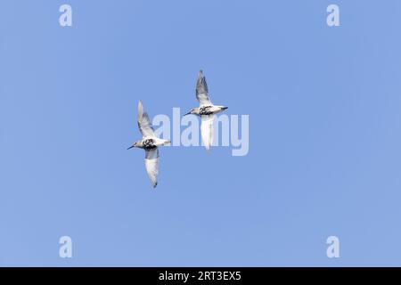 Dunlin Calidris alpina, 2 adultes en vol de plumage post-reproduction, réserve Snettisham RSPB, Norfolk, Angleterre, septembre Banque D'Images