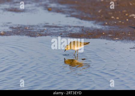 Pluvier doré Pluvialis abricaria, pataugeoire adulte à plumage hivernal, réserve RSPB de Titchwell, Norfolk, Angleterre, septembre Banque D'Images