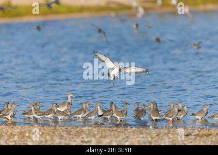 Limosa limosa limosa, adulte plumage hivernal volant pour rejoindre un autre et Tringa totanus, troupeau perché à marée haute Banque D'Images