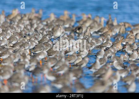 Tringa totanus, troupeau perché à marée haute, réserve de Snettisham RSPB, Norfolk, Angleterre, septembre Banque D'Images