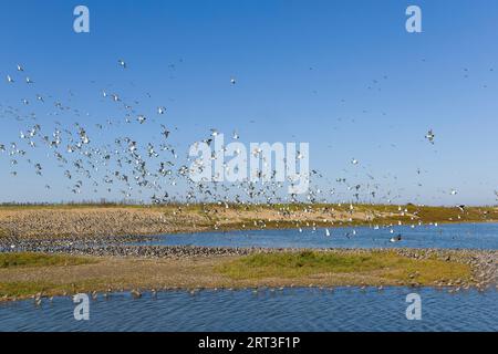 Huissier eurasien Haematopus ostralegus, troupeau survolant des échassiers mixtes perchés à marée haute, réserve Snettisham RSPB, Norfolk, Angleterre, Septembe Banque D'Images