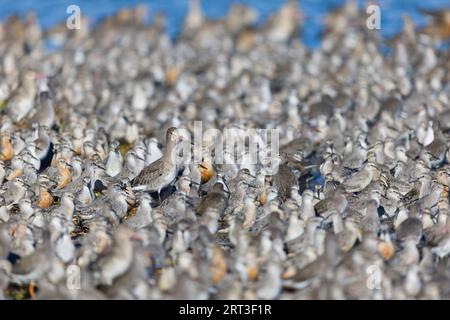 Igowit à queue noire Limosa limosa, plumage hivernal adulte, Tringa totanus, et nœud rouge Calidris canutus, troupeau perché à marée haute Banque D'Images