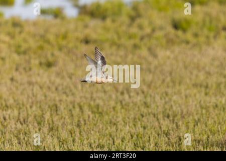 Nœud rouge Calidris canutus, adulte en plumage après la reproduction, réserve Snettisham RSPB, Norfolk, Angleterre, septembre Banque D'Images