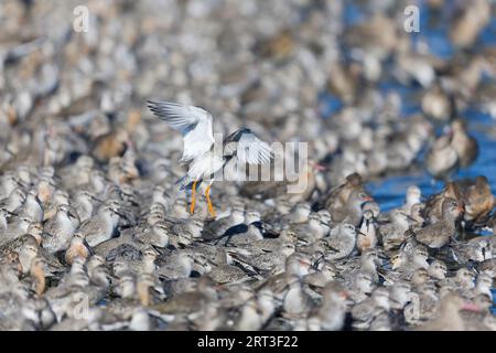 Tranchant rouge commun Tringa totanus, volant pour rejoindre Red Knot Calidris canutus, troupeau perché à marée haute, Snettisham RSPB Reserve, Norfolk, Angleterre Banque D'Images