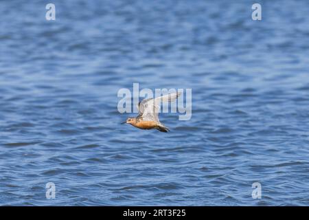 Nœud rouge Calidris canutus, adulte en plumage après la reproduction, réserve Snettisham RSPB, Norfolk, Angleterre, septembre Banque D'Images