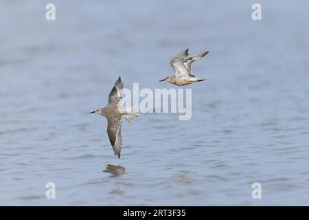 Nœud rouge Calidris canutus, 2 adultes volants, 1 en plumage non reproductif, 1 en mue, réserve Snettisham RSPB, Norfolk, Angleterre, septembre Banque D'Images
