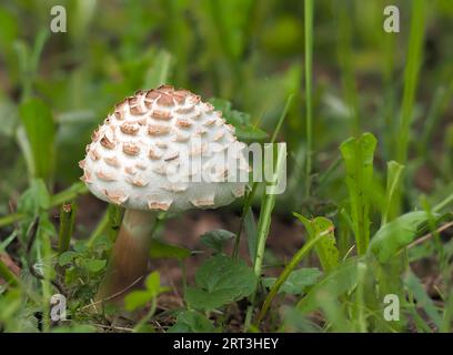 Chlorophyllum rhacodes, un champignon blanc recouvert de grosses écailles brunes fortement saillantes, un champignon lamellaire de la famille des Agaridaceae, une youn Banque D'Images