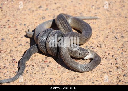 Gros plan de Dugite VS King Skink à Yallingup, Australie occidentale Banque D'Images