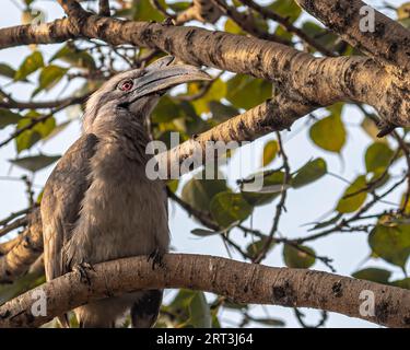 Un Hornbill gris perching sur un arbre Banque D'Images