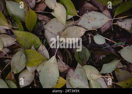 Photo plein format des feuilles tombées Banque D'Images