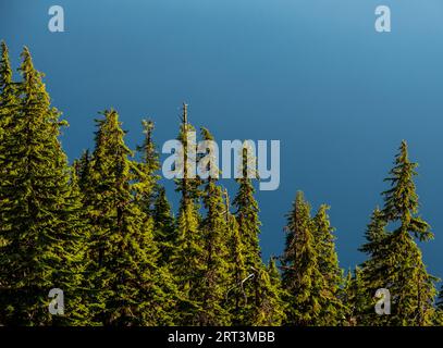 Les sommets des pins contrastent avec les eaux bleues du lac Crater en Oregon Banque D'Images