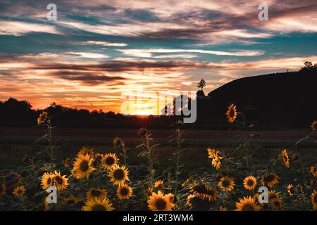 Un coucher de soleil avec des tournesols rétro-éclairés à Bucholz, Forrest Noire en Allemagne Banque D'Images