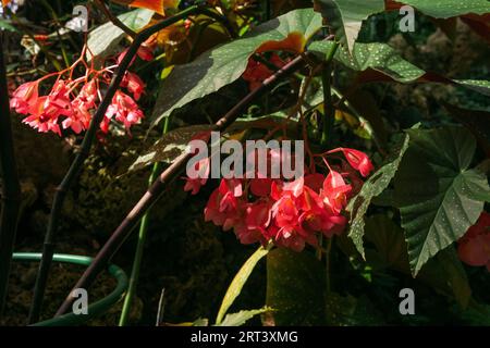 fleurs de bégonia rouge sur fond naturel Banque D'Images