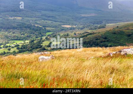 Un mouton paissant sur la montagne Mynydd Sygyn près de Beddgelert, Snowdonia National Park, pays de Galles, Royaume-Uni Banque D'Images