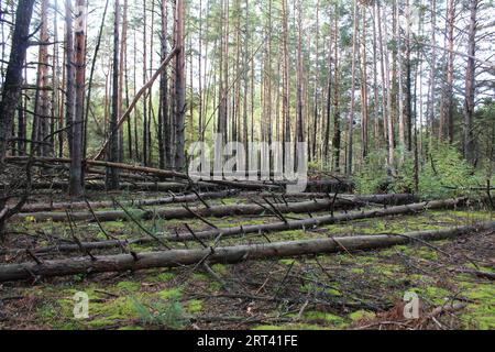 Une forêt brûlée avec des troncs d'arbres tombés, des épicéas, des pins. Réveil après le feu, le feu, les catastrophes. feux de forêt conséquences des catastrophes naturelles Banque D'Images