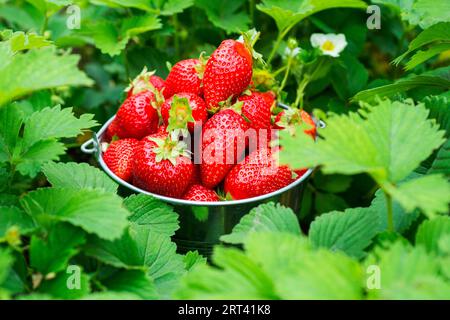 Seau de fraises fraîchement cueillies dans le jardin d'été. Banque D'Images