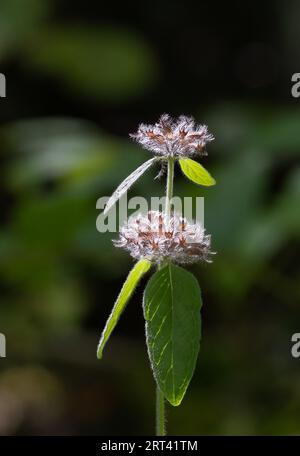 Fleur de basilic sauvage qui va semer en septembre Banque D'Images