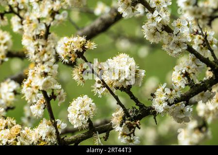 Arbre à épines noires en fleurs (Prunus spinosa) au printemps. Les fleurs blanches de l'arbuste fruitier forment un beau fond naturel. Banque D'Images