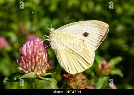 Gros plan d'un petit papillon blanc, également connu sous le nom de chou blanc ou papillon de chou (Pieris rapae), cueillant le pollen du trèfle en fleurs Banque D'Images