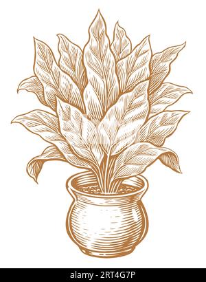 Plante d'intérieur avec de grandes feuilles dans un pot de fleurs. Houseplant Vector illustration style de gravure vintage Illustration de Vecteur