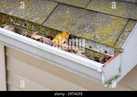 Gouttière de toit avec moisissure et moisissure et pleine de feuilles. Dommage au toit, entretien de la maison et concept de nettoyage de gouttière. Banque D'Images