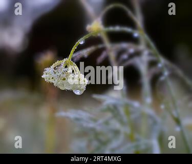 Gros plan de fleur plus sauvage givrée. Banque D'Images