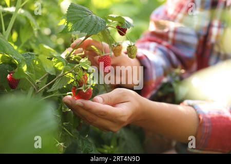 Femme cueillant des framboises mûres dans le buisson à l'extérieur, gros plan Banque D'Images