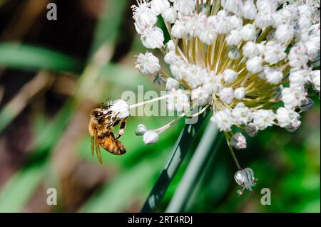 Abeille de miel à la recherche sur une fleur blanche Allium Banque D'Images