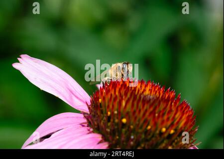 Honey Bee recherche sur une fleur de cône violet Banque D'Images