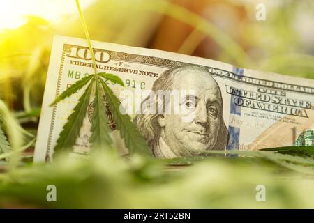 Cannabis médical feuille de marijuana sur des billets de cent dollars. feuille de marijuana pour de l'argent, des dollars et du cannabis, une entreprise légale et du marché noir. Banque D'Images