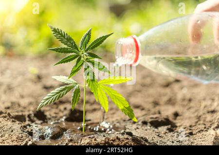 une main en gants blancs tient les feuilles de cannabis. Belles feuilles de cannabis vert. Le concept de culture du cannabis en agriculture. Légalisation de la lumière dr Banque D'Images