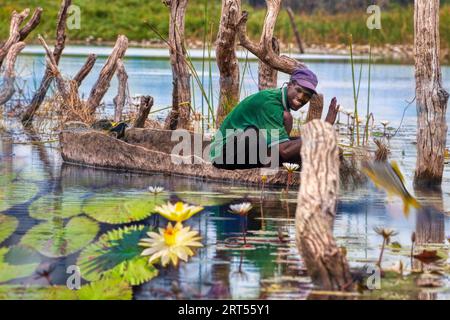 Botswana, Delta de l'Okavango, pêcheur mokoro, voile entre les nénuphars, poissons sautant hors de l'eau, vue panoramique de la vie sur les canaux Banque D'Images