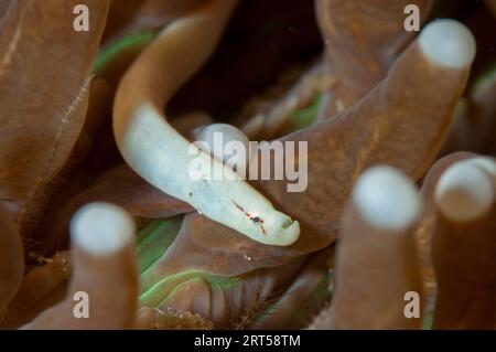 Pipefish de corail champignon, Siokunichthys nigrolineatus, dans le corail champignon, famille des Fungiidae, tentacules, site de plongée de Nudi Falls, Lembeh Straits, Sulawesi, Banque D'Images