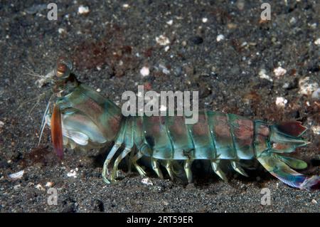 Crevette à queue de quille Smashing Mantis, Odontodactylus cultrifer, sur sable noir, site de plongée Slow Poke, détroit de Lembeh, Sulawesi, Indonésie Banque D'Images