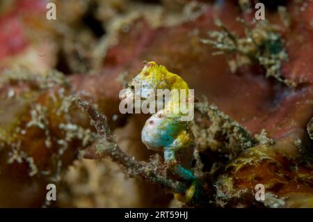 Pontoh's Pygmy Seahorse, Hippocampus pontohi, site de plongée Tanjung Kubur, détroit de Lembeh, Sulawesi, Indonésie Banque D'Images