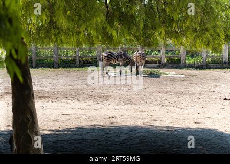 Zebra dans l'habitat naturel d'herbe, parc national. Scène de la faune de la nature, Afrique. Animaux sauvages sur la prairie verte. Nature sauvage Banque D'Images